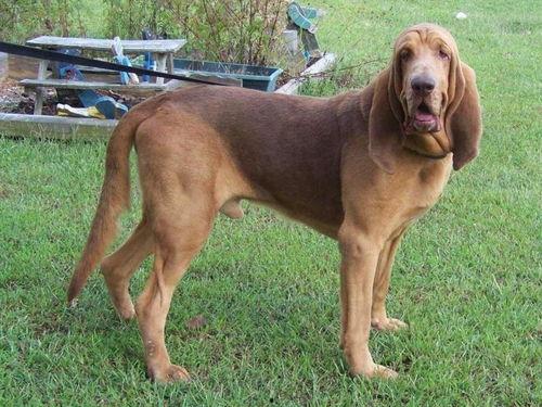 寻血猎犬爆料视频播放下载,独家下载解析